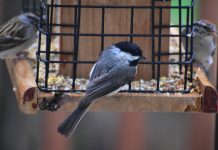 chickadee and other birds at feeder - photo by Grayson Smith on Unsplash