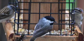 chickadee and other birds at feeder - photo by Grayson Smith on Unsplash