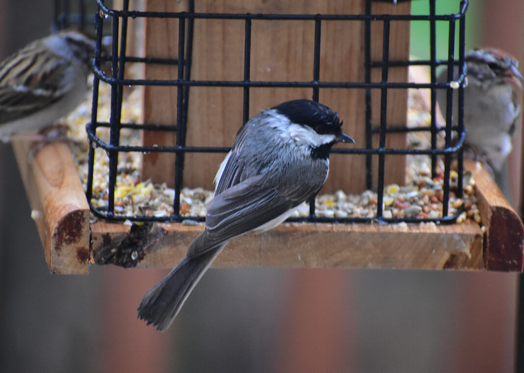 chickadee and other birds at feeder - photo by Grayson Smith on Unsplash