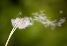 dandelion in wind - photo by Ivica Drusany/Shutterstock