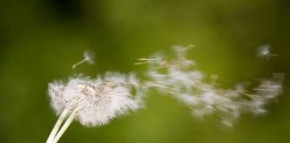 dandelion in wind - photo by Ivica Drusany/Shutterstock