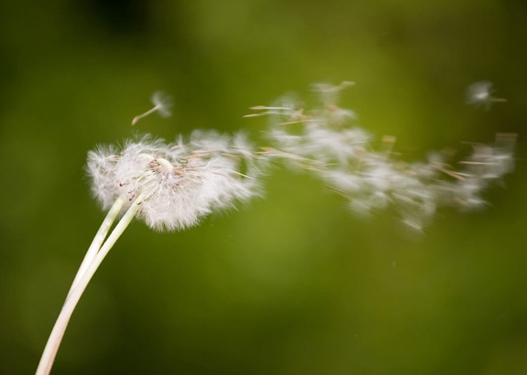 dandelion in wind - photo by Ivica Drusany/Shutterstock