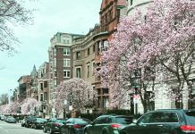 magnolia trees lining street - image courtesy of Marina McCoy