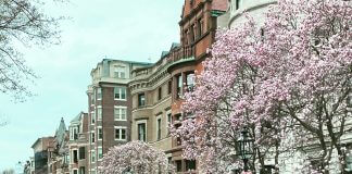 magnolia trees lining street - image courtesy of Marina McCoy