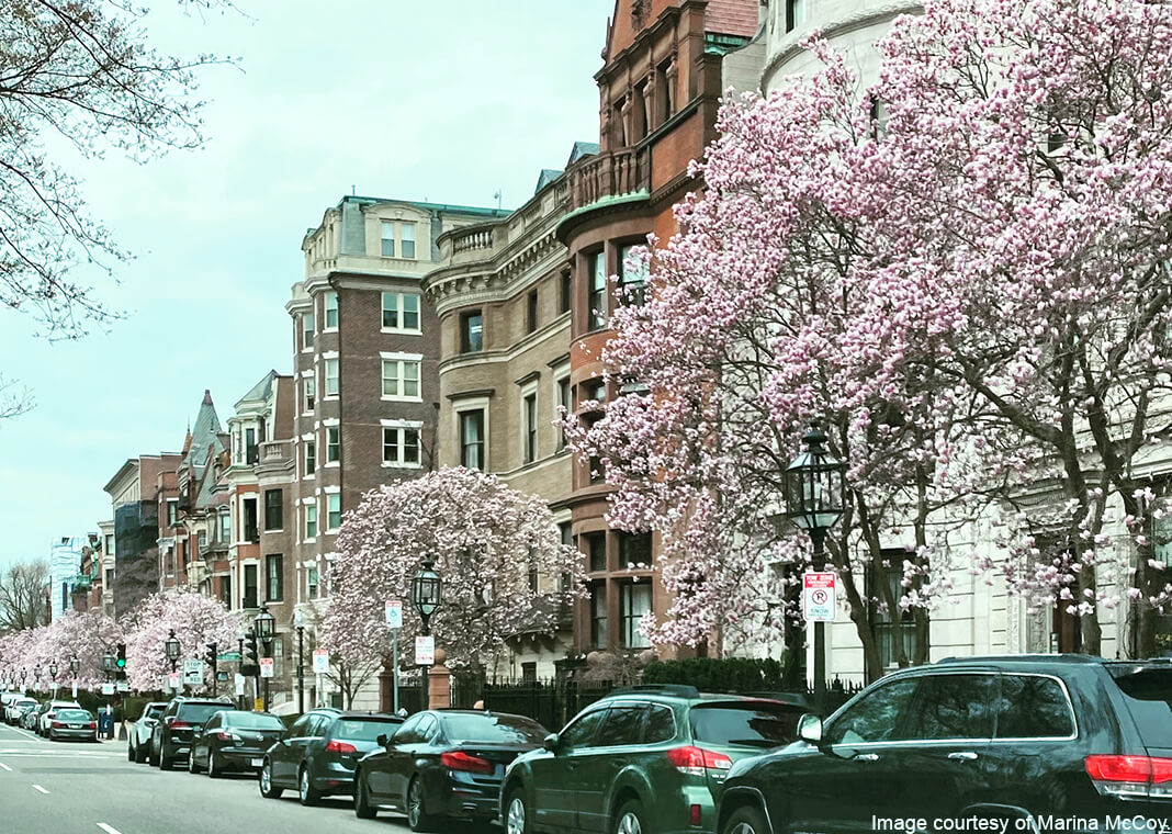 magnolia trees lining street - image courtesy of Marina McCoy