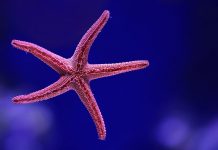 starfish - photo by David Clode on Unsplash