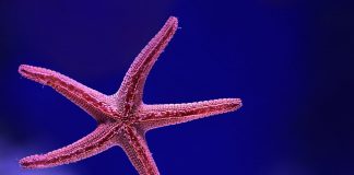 starfish - photo by David Clode on Unsplash