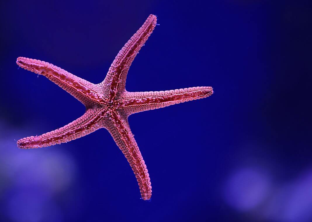 starfish - photo by David Clode on Unsplash