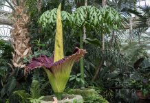 corpse flower - image by Rhododendrites, CC BY-SA 4.0, via Wikimedia Commons