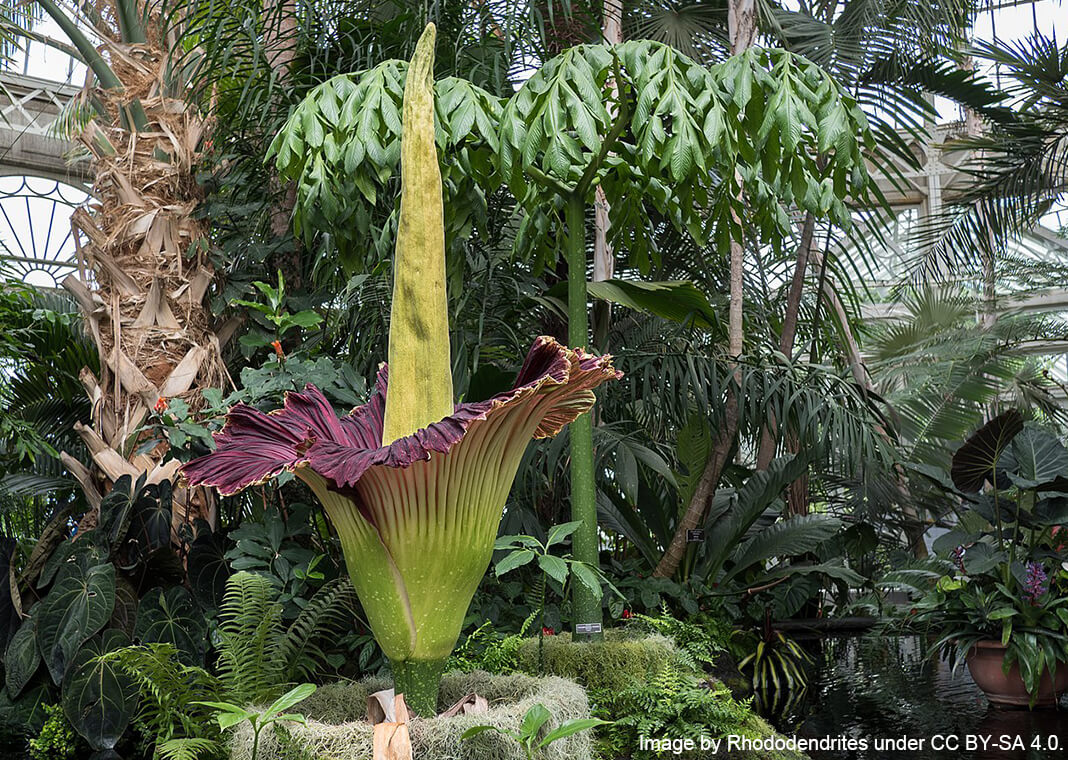 corpse flower - image by Rhododendrites, CC BY-SA 4.0, via Wikimedia Commons