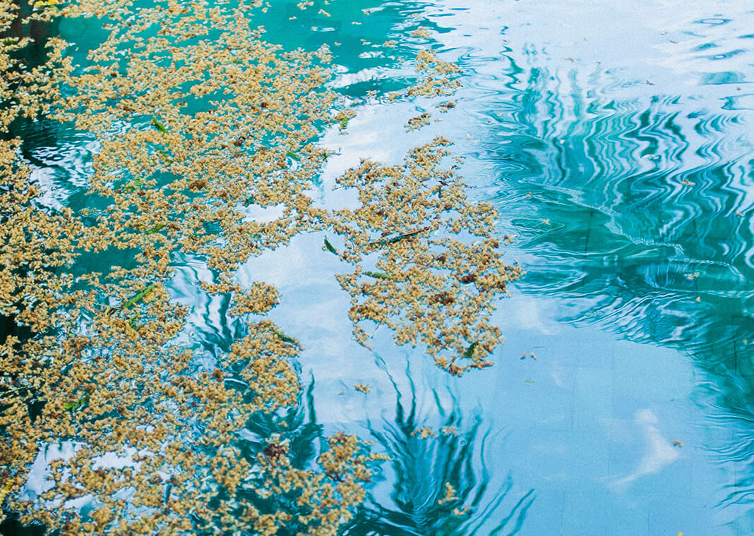 seeds on water - evoking quiet moment - photo by Evgenia Basyrova from Pexels