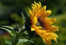 sunflower - photo by Jon Sullivan on Pixnio