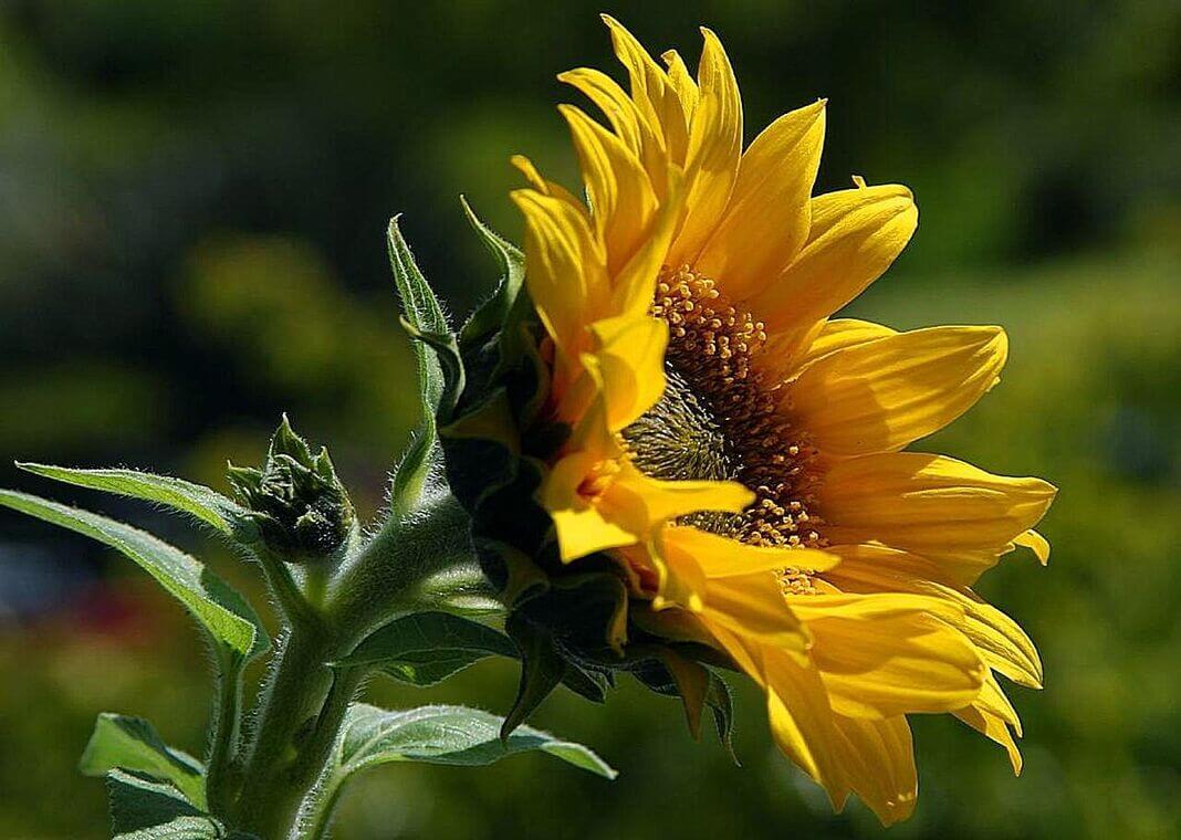 sunflower - photo by Jon Sullivan on Pixnio