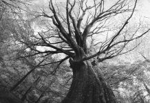 grayscale tree seen from below - original color photo by Artur Debat/Moment RF/Getty Images