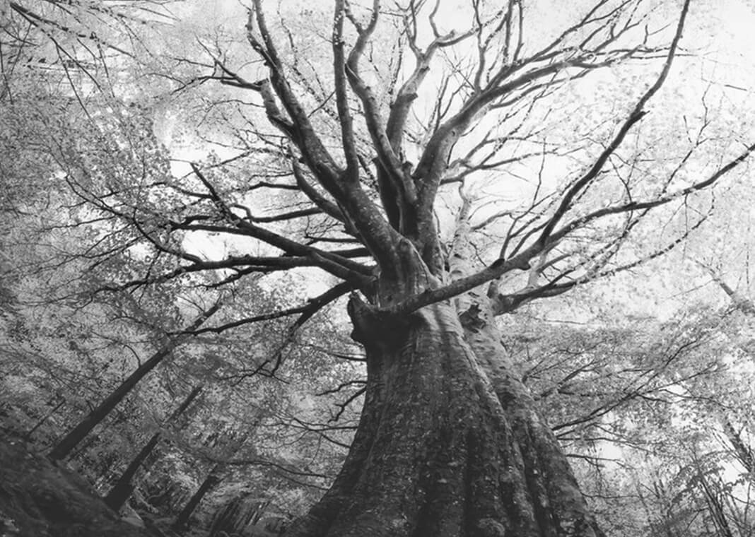 grayscale tree seen from below - original color photo by Artur Debat/Moment RF/Getty Images