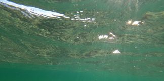 underwater view - photo by Fiona Basile