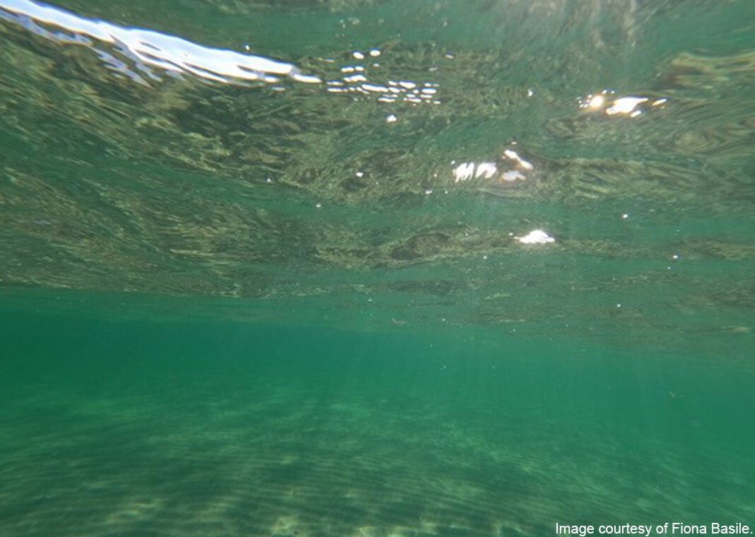 underwater view - photo by Fiona Basile