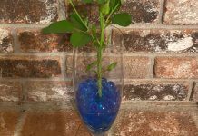 blue water beads in vase - image provided by Loretta Pehanich