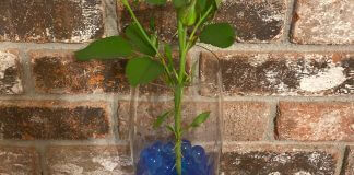 blue water beads in vase - image provided by Loretta Pehanich