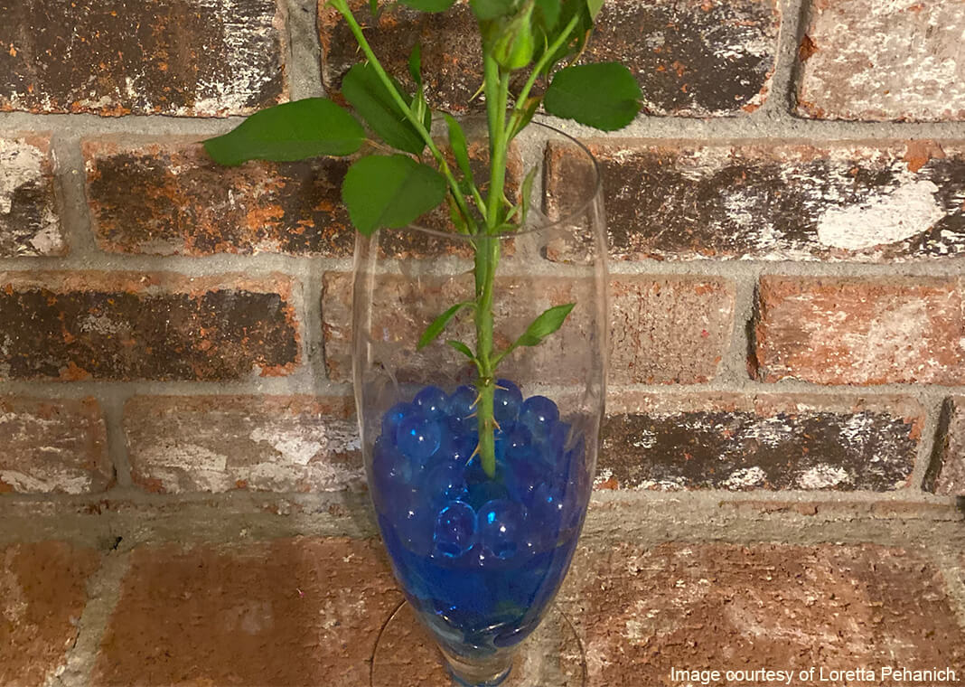 blue water beads in vase - image provided by Loretta Pehanich