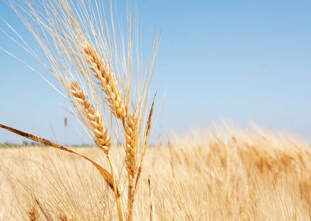 wheat field by CT757fan/iStock/Getty Images