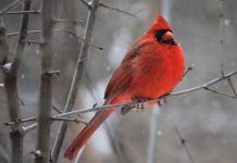 cardinal on tree branch in winter - photo by Harvey Reed from Pexels