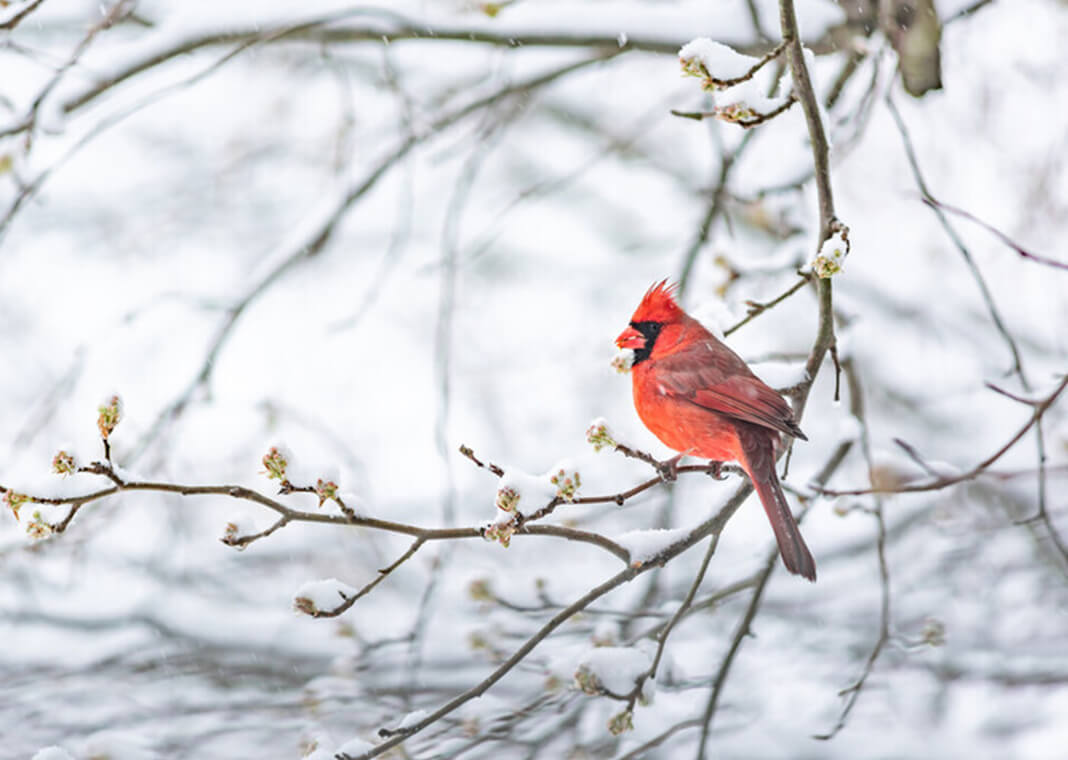 cardinal in winter - krblokhin/iStock/Getty Images