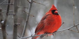 cardinal on tree branch in winter - photo by Harvey Reed from Pexels