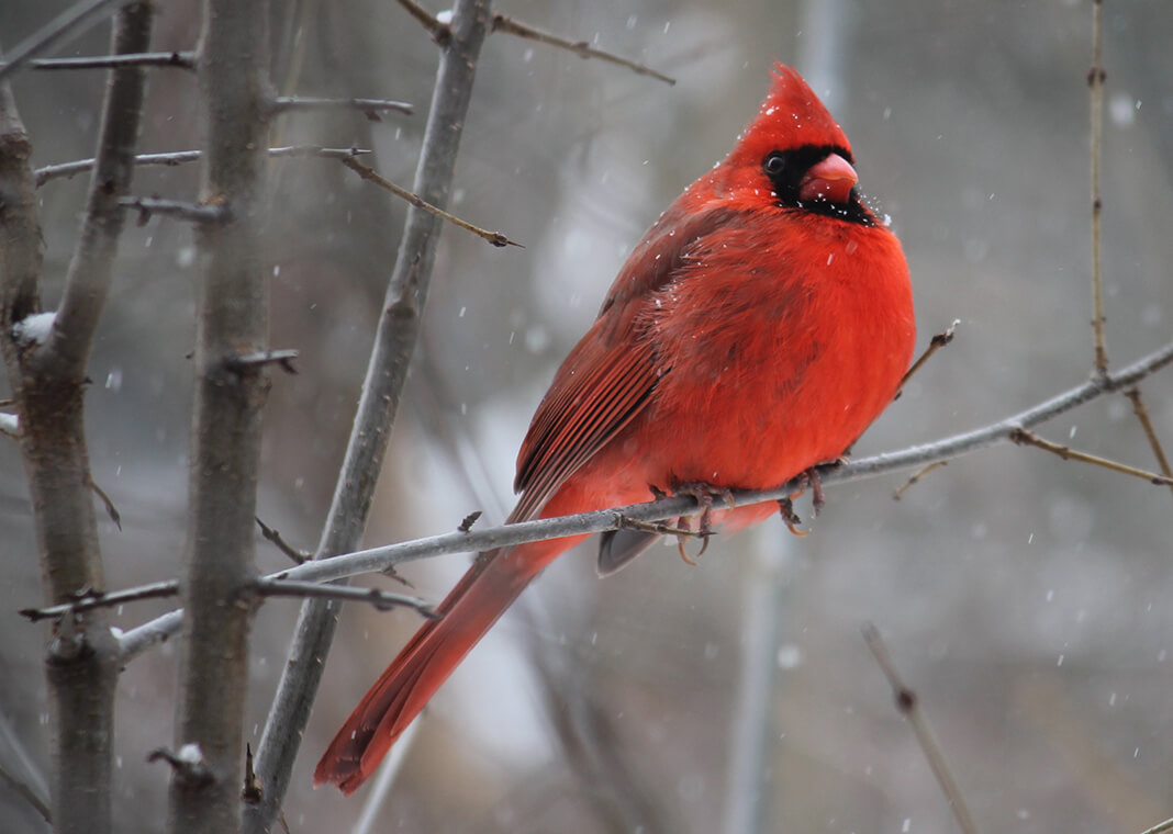 cardinal on tree branch in winter - photo by Harvey Reed from Pexels