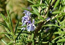 rosemary plant - photo by Bicanski on Pixnio