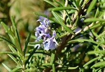 rosemary plant - photo by Bicanski on Pixnio