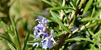 rosemary plant - photo by Bicanski on Pixnio