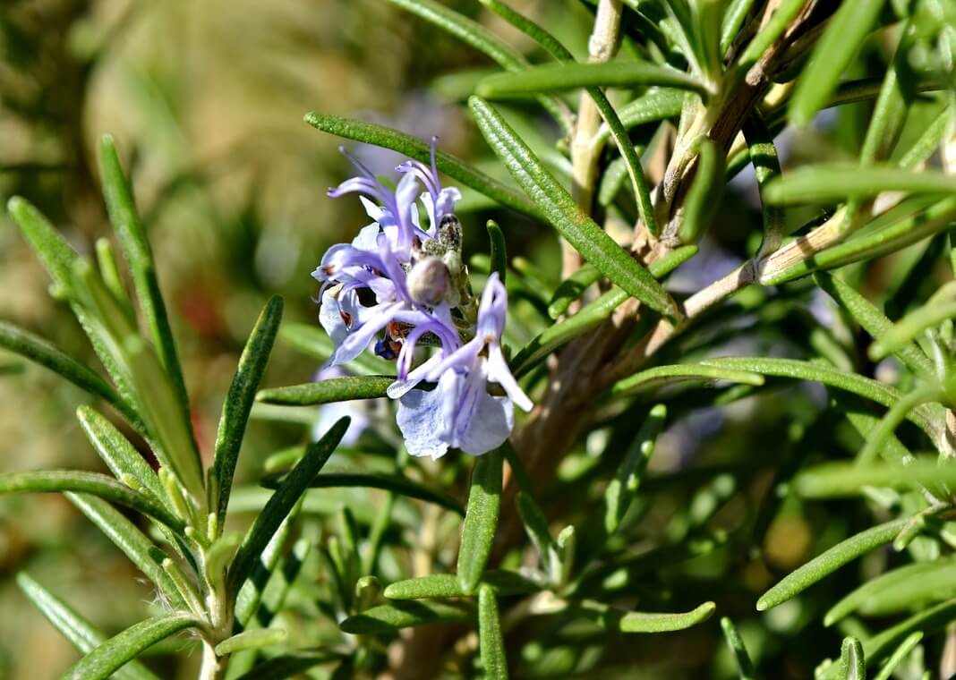 rosemary plant - photo by Bicanski on Pixnio