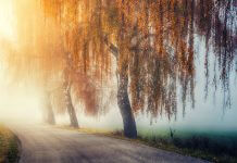 willow tree in autumn - photo by Johannes Plenio on Unsplash