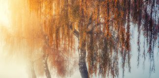 willow tree in autumn - photo by Johannes Plenio on Unsplash