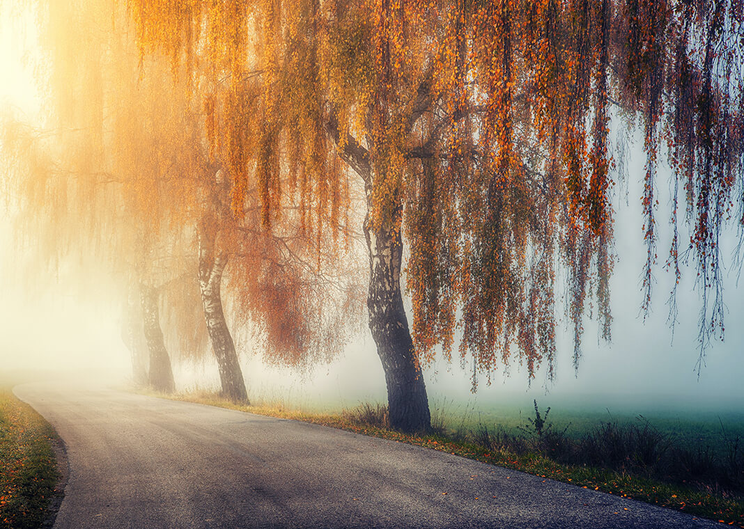 willow tree in autumn - photo by Johannes Plenio on Unsplash