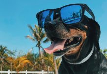 dog wearing sunglasses - photo by Mel Elías on Unsplash