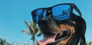 dog wearing sunglasses - photo by Mel Elías on Unsplash