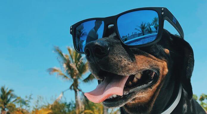 dog wearing sunglasses - photo by Mel Elías on Unsplash