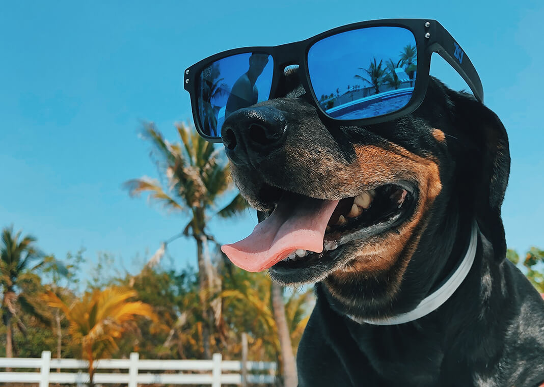 dog wearing sunglasses - photo by Mel Elías on Unsplash