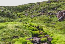 Icelandic moss - photo by Héloïse Delbos on Unsplash