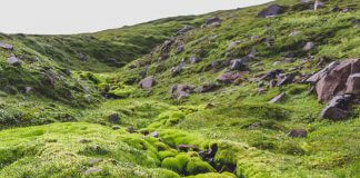 Icelandic moss - photo by Héloïse Delbos on Unsplash