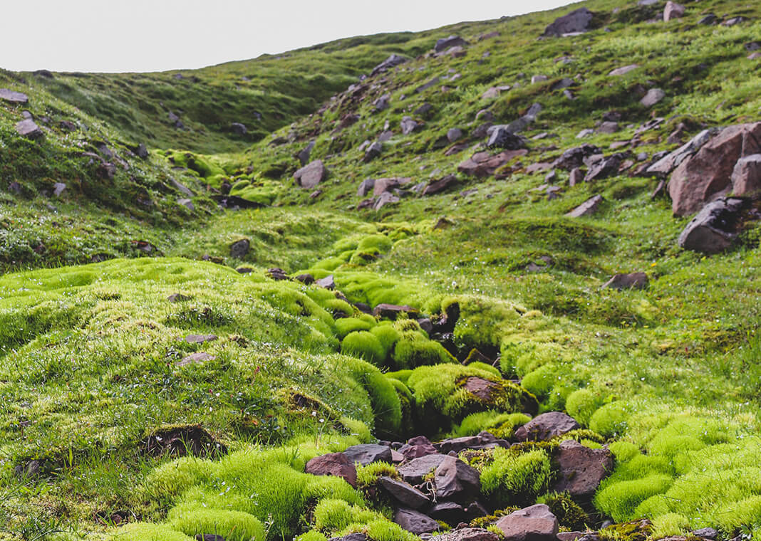 Icelandic moss - photo by Héloïse Delbos on Unsplash