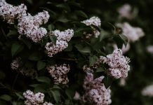 lilacs - photo by Annie Spratt on Unsplash