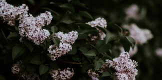 lilacs - photo by Annie Spratt on Unsplash