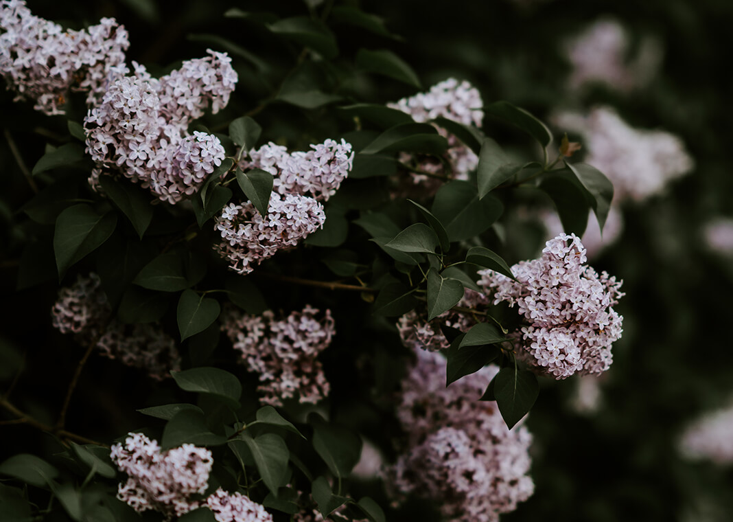 lilacs - photo by Annie Spratt on Unsplash