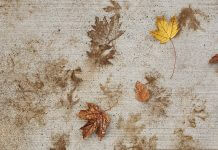 leaf imprints - image courtesy of Rebecca Ruiz for IgnatianSpirituality.com