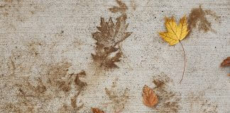 leaf imprints - image courtesy of Rebecca Ruiz for IgnatianSpirituality.com