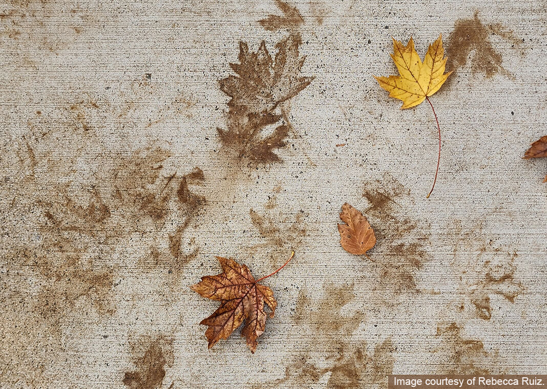 leaf imprints - image courtesy of Rebecca Ruiz for IgnatianSpirituality.com
