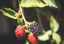 blackberries - photo by Susanne Jutzeler, suju-foto